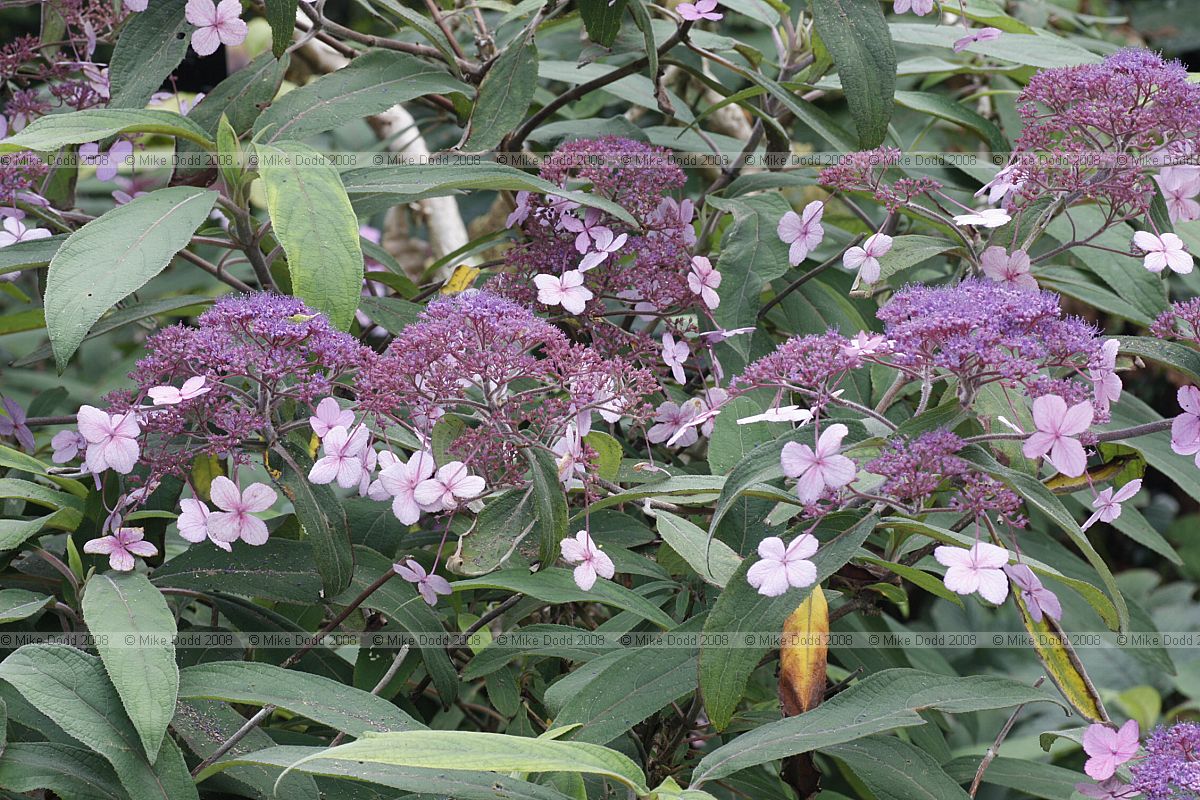 Hydrangea aspera