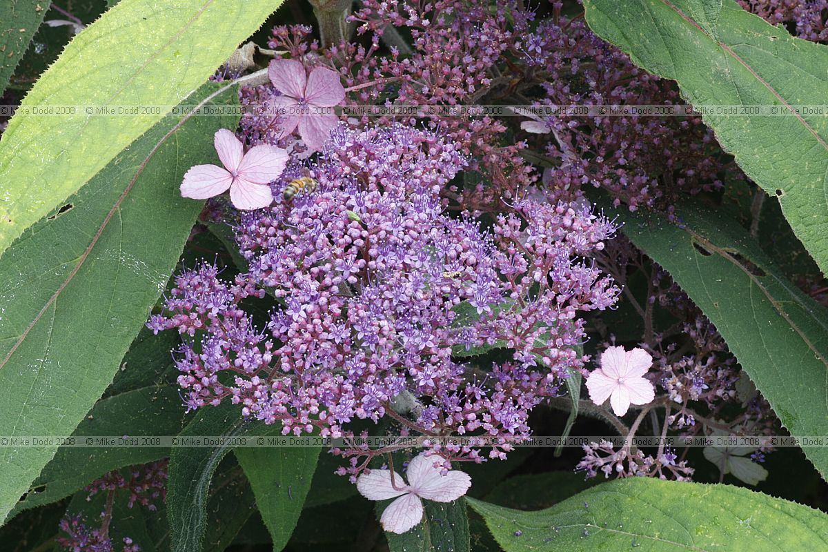 Hydrangea aspera