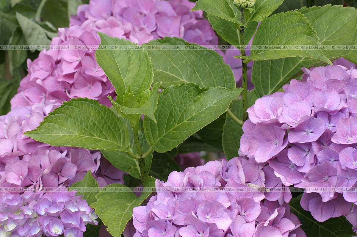 Hydrangea macrophylla