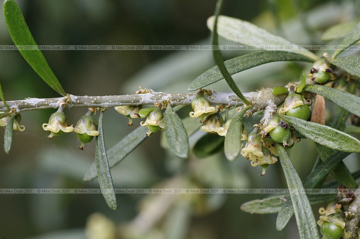 Hymenanthera dentata var angustifolia