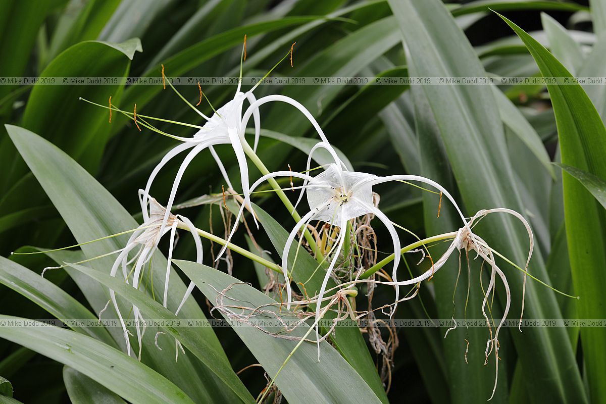 Hymenocallis sp