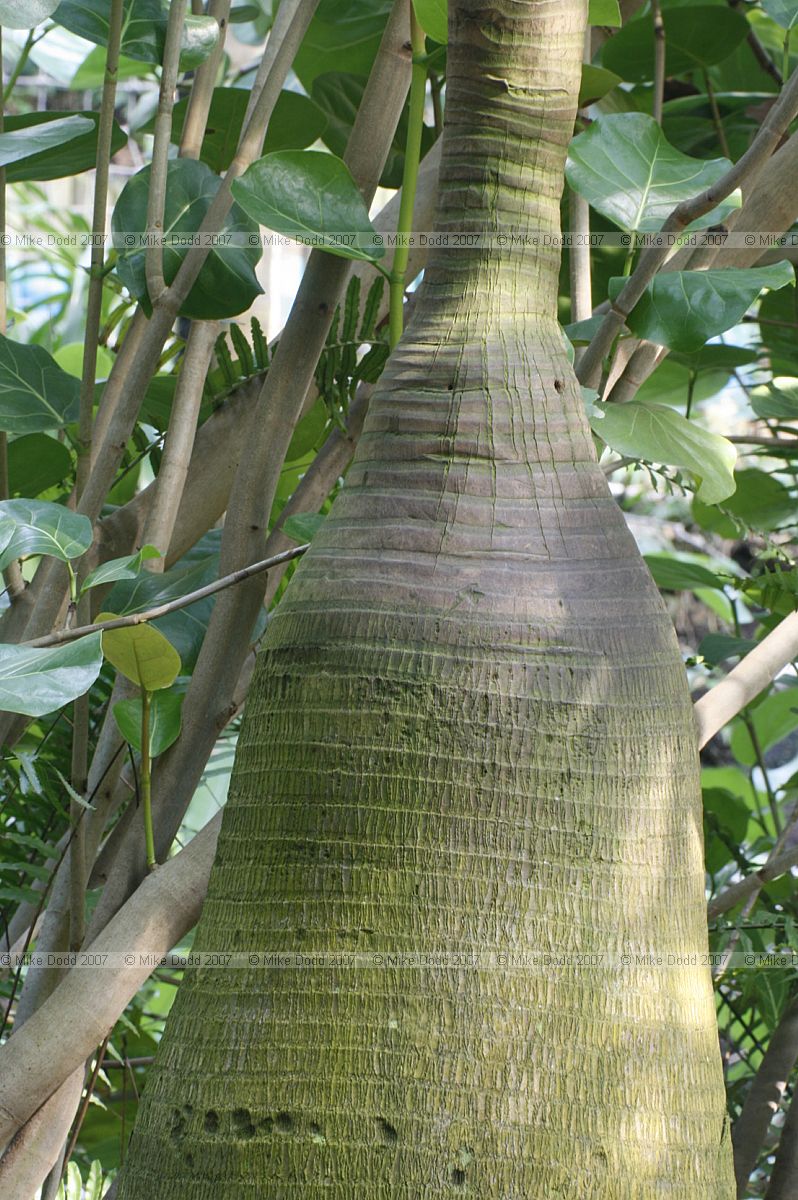 Hyophorbe lagenicaulis Bottle palm
