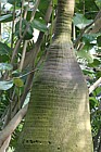 Hyophorbe lagenicaulis Bottle palm
