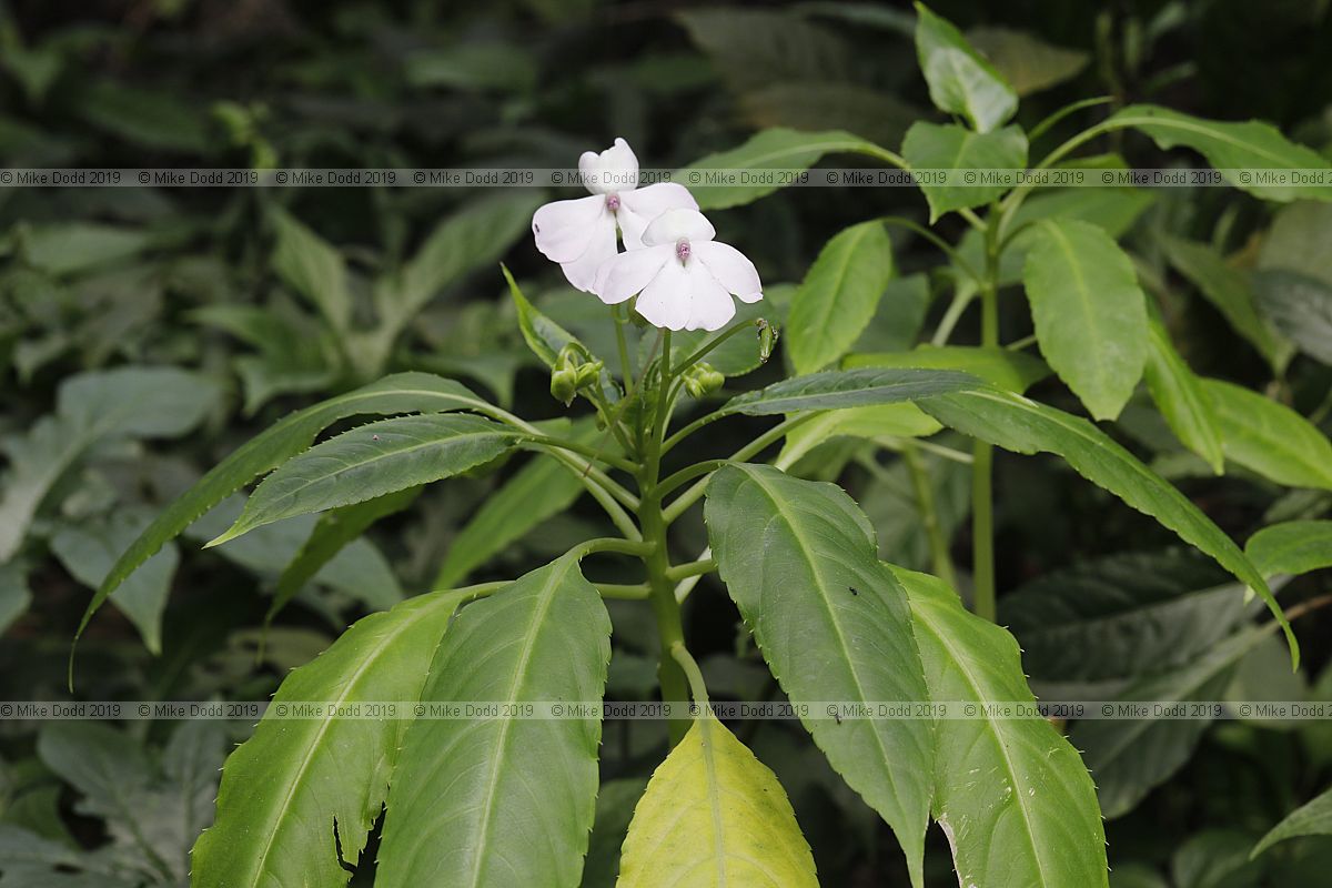 Impatiens gordonii