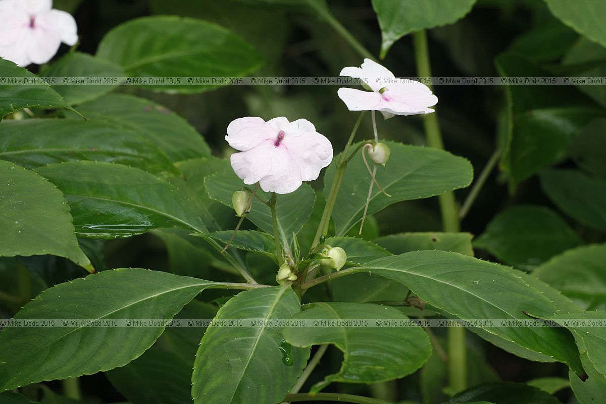 Impatiens gordonii