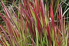 Imperata cylindrica 'Rubra' Japanese blood grass
