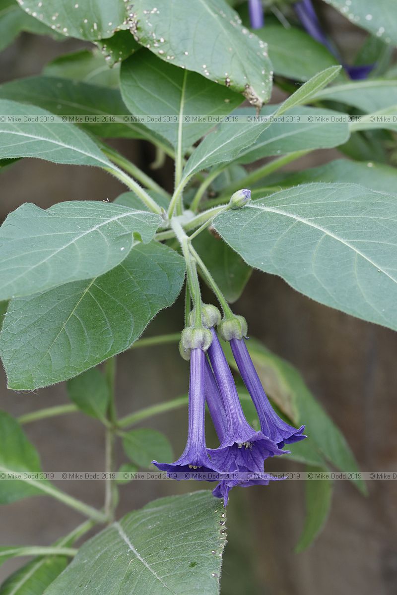 Iochroma grandiflorum
