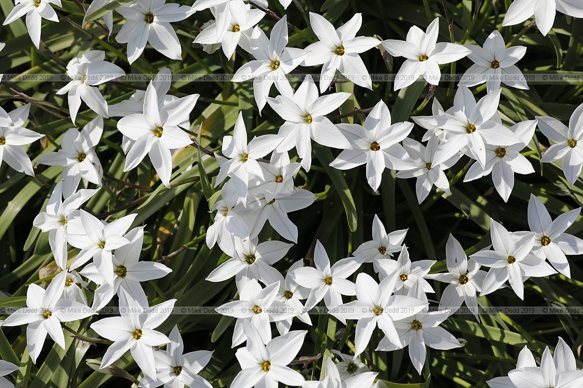 Ipheion 'Alberto Castillo'