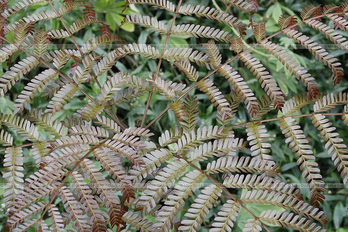 Jacaranda mimosifolia (??)