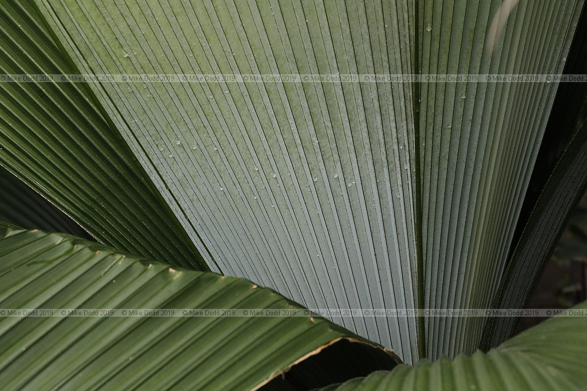 Johannesteijsmannia altifrons