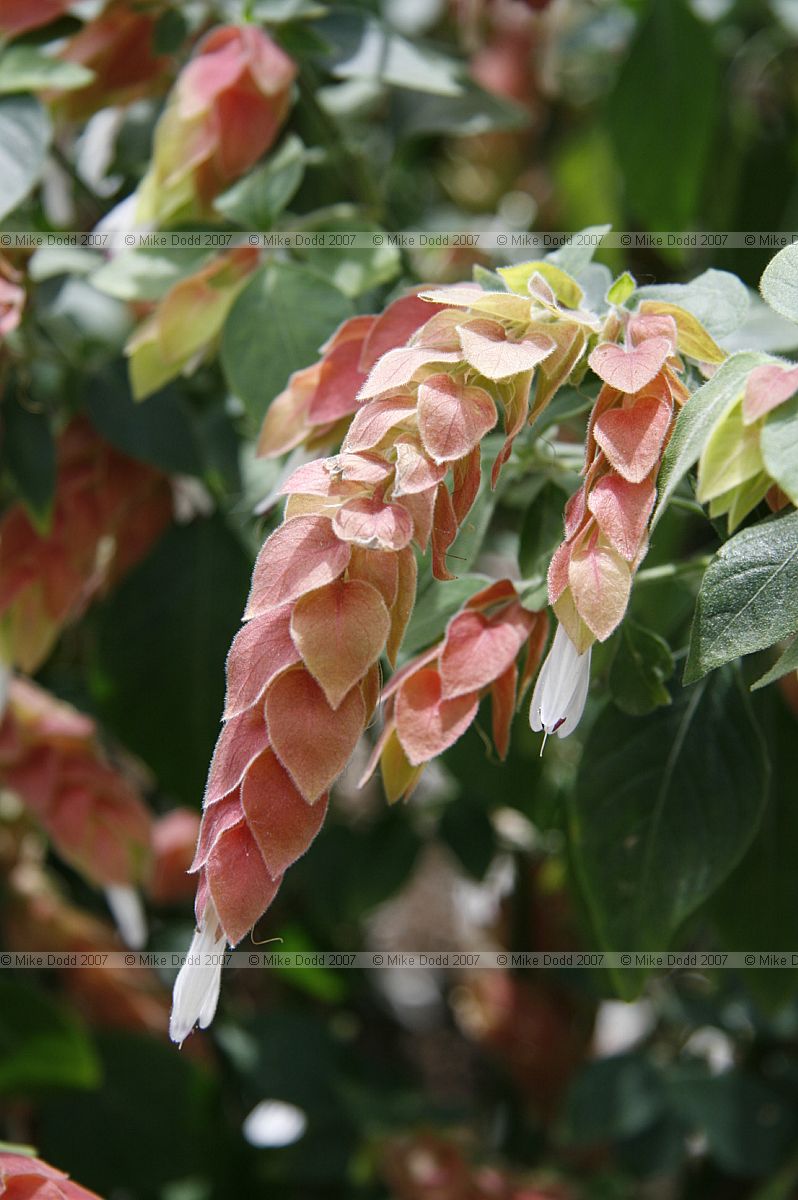 Justicia brandegeeana Acanthaceae Shrimp plant