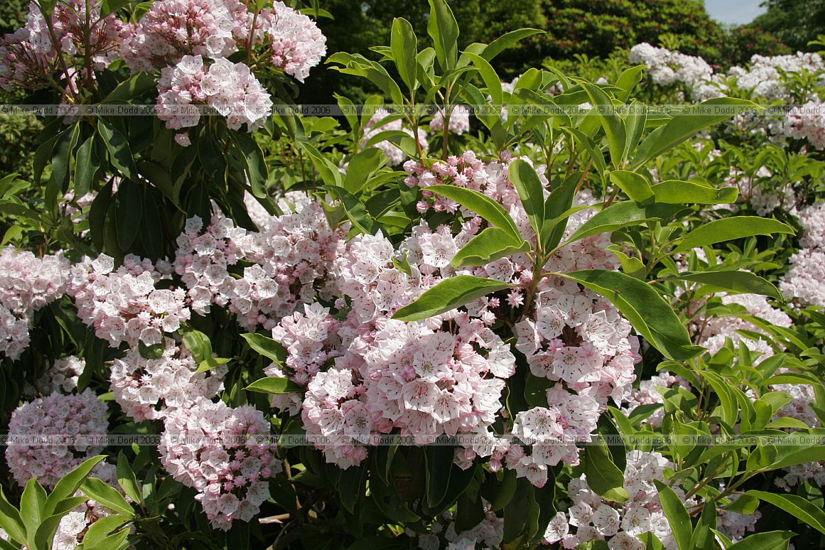 Kalmia latifolia