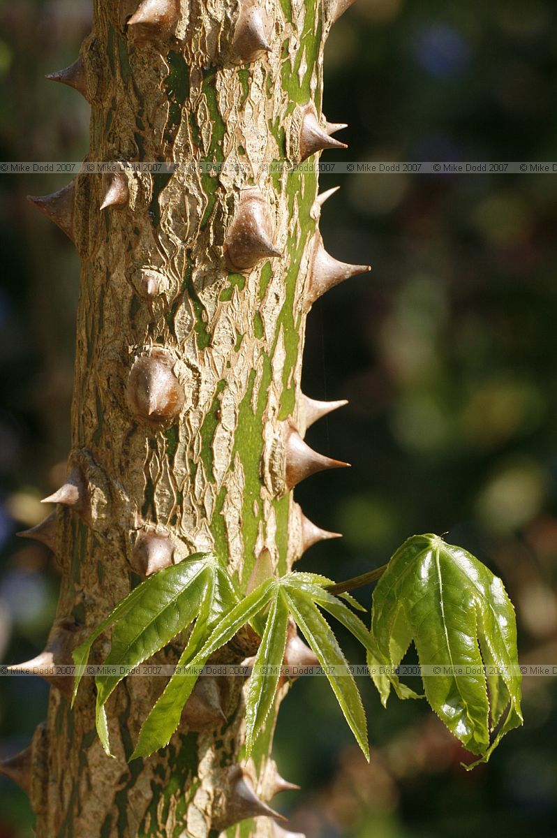 Kalopanax septemlobus f. maximowiczii Castor aralia