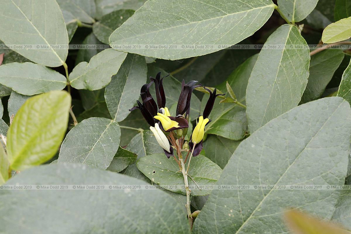 Kennedia nigricans Black coral pea