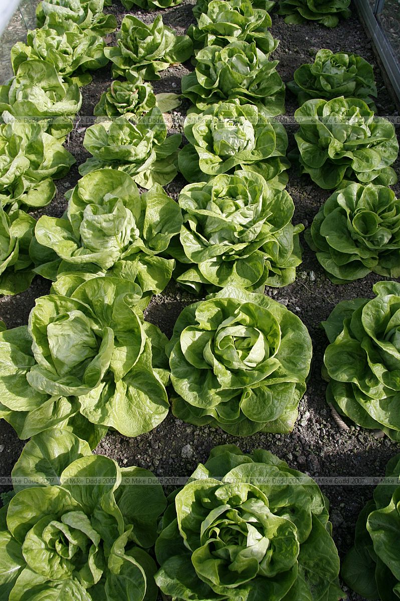 Lactuca sativa Lettuces planted in rows