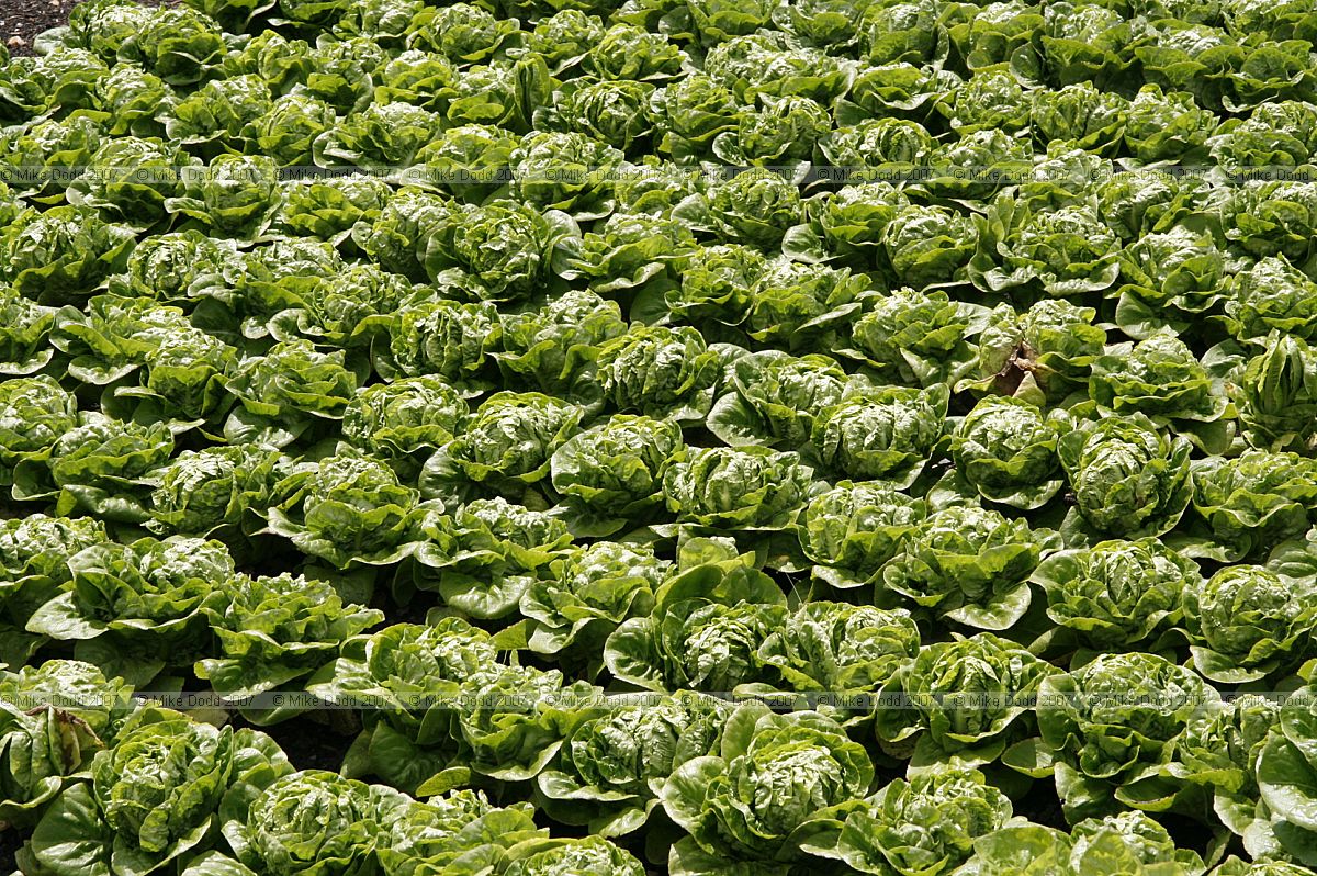 Lactuca sativa Lettuces planted in rows