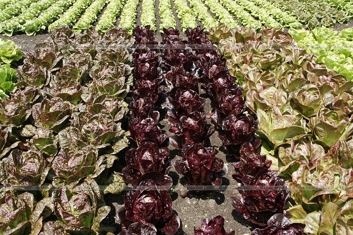 Lactuca sativa Lettuces planted in rows