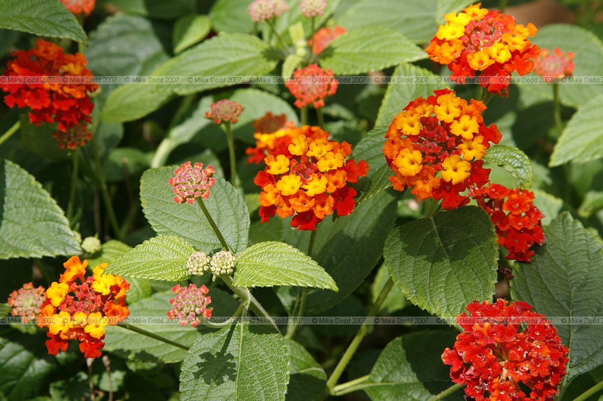Lantana camara Verbenaceae
