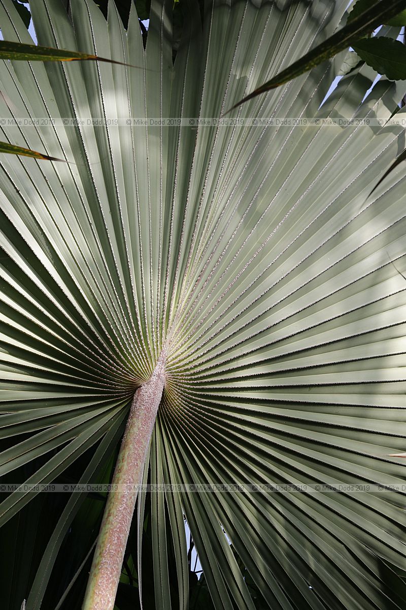 Latania verschaffeltii Yellow latan palm