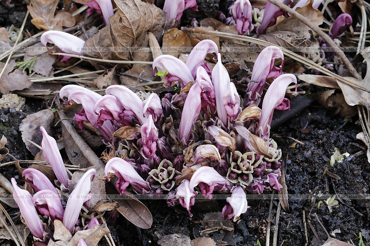 Lathraea clandestina