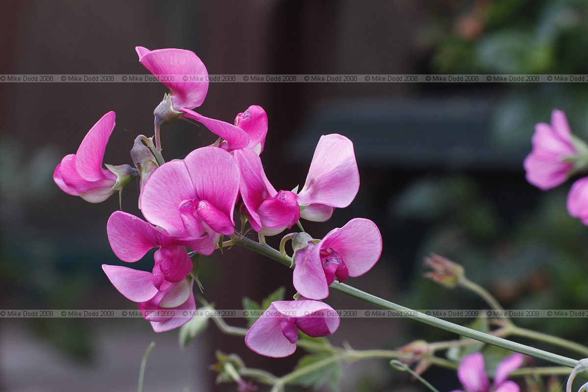Lathyrus latifolius Broad-leaved everlasting pea (?)