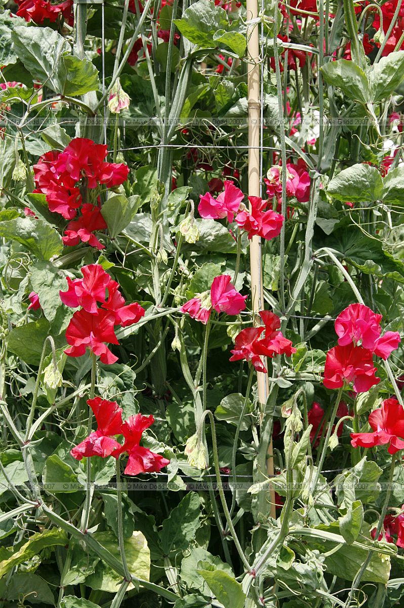 Lathyrus odoratus Sweet peas