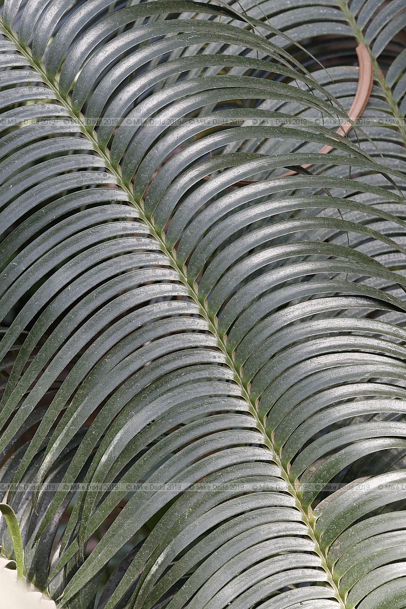 Lepidozamia peroffskyana