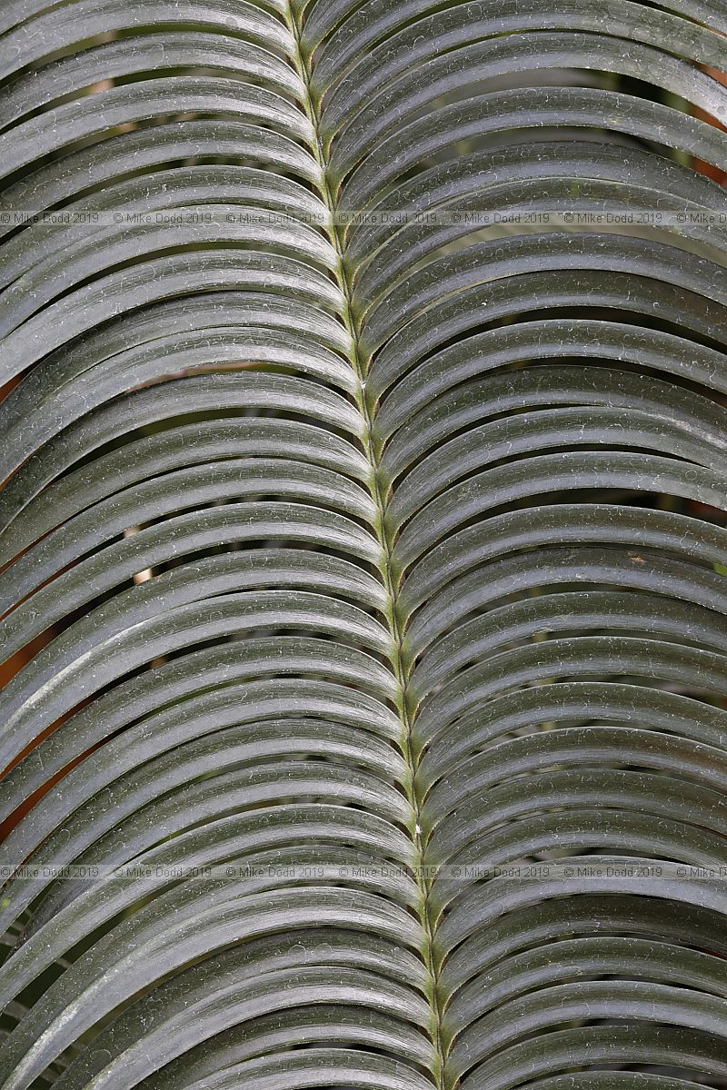 Lepidozamia peroffskyana