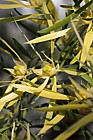 Leucadendron eucalyptifolium Gumleaf conebush