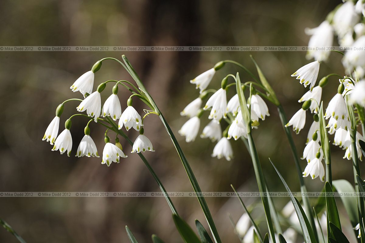 Leucojum aestivum var pulchellum