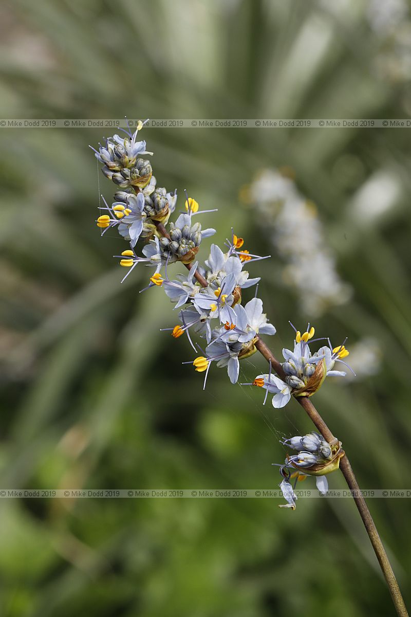 Libertia sessiliflora