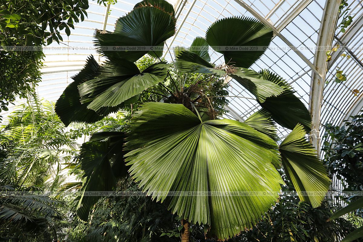 Licuala grandis Vanuatu fan palm