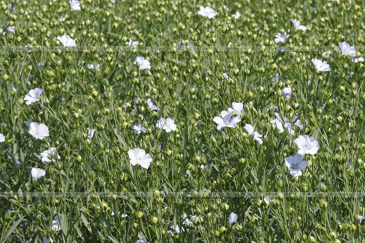 Linum usitatissimum Linseed flowers and green seed capsules