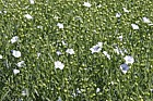 Linum usitatissimum Linseed flowers and green seed capsules