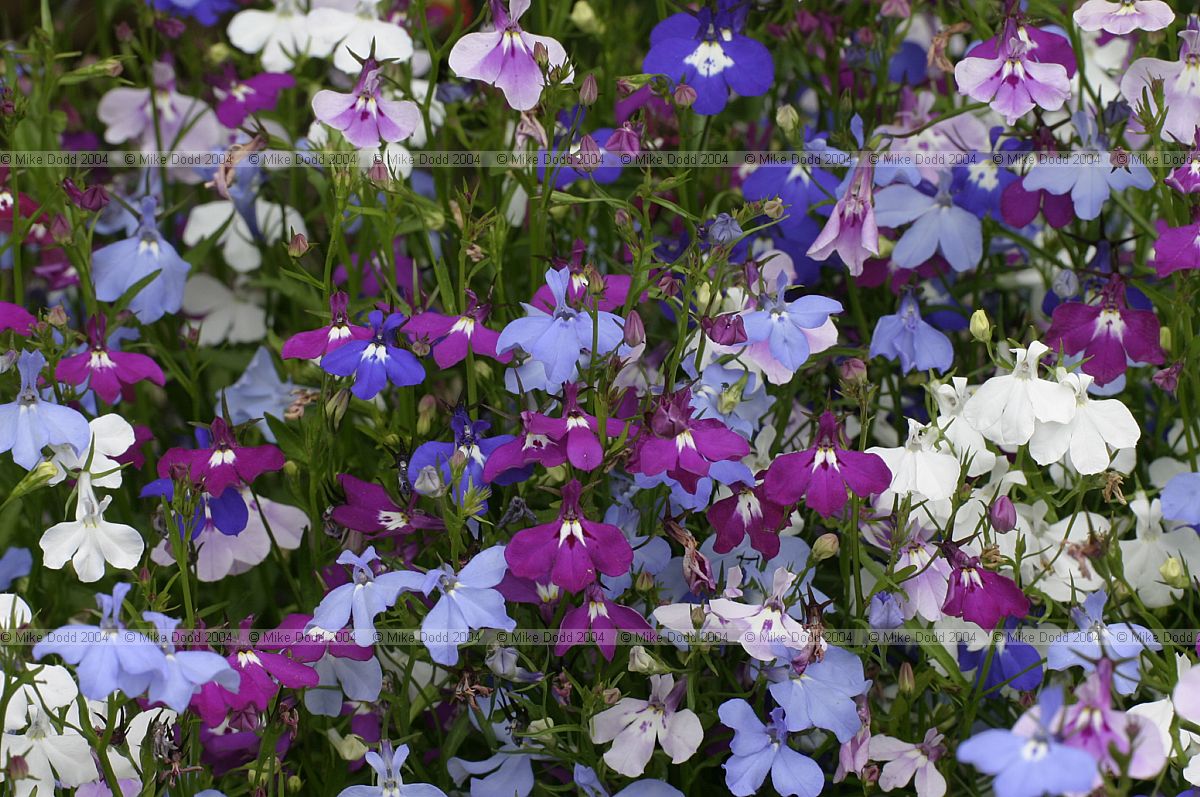 Lobelia