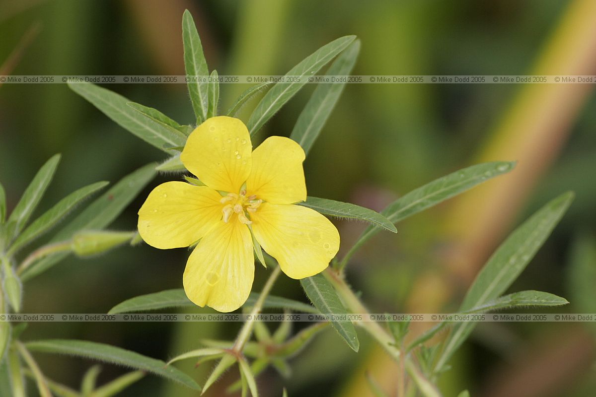 Ludwigia grandiflora