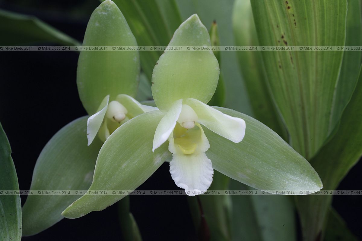 Lycamerlycaste Wyld Pistachio