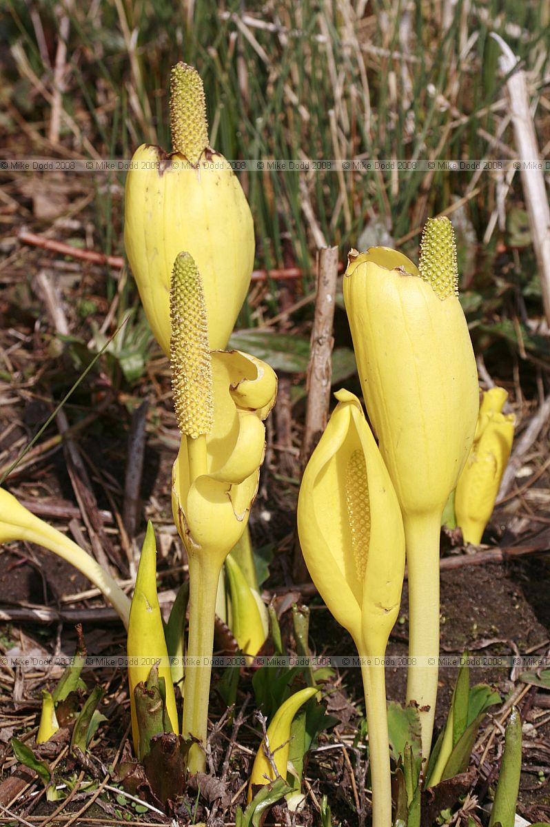Lysichiton americanus American Skunk-cabbage