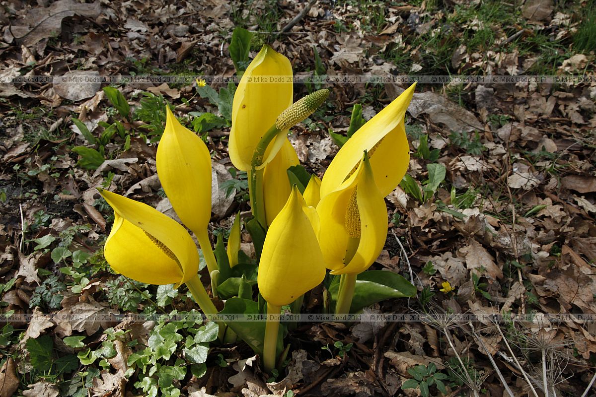 Lysichiton americanus American Skunk-cabbage