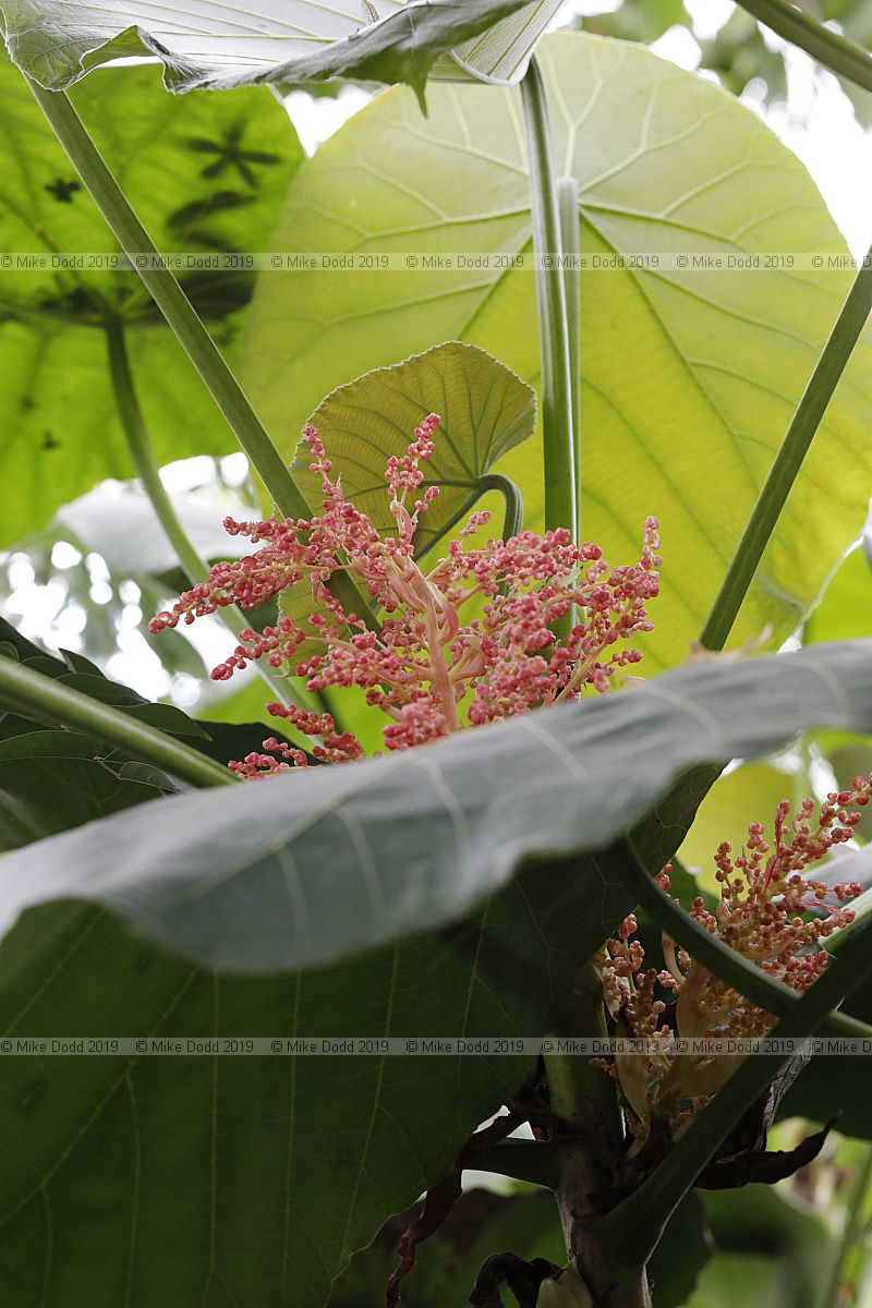 Macaranga grandiflora