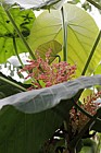 Macaranga grandiflora