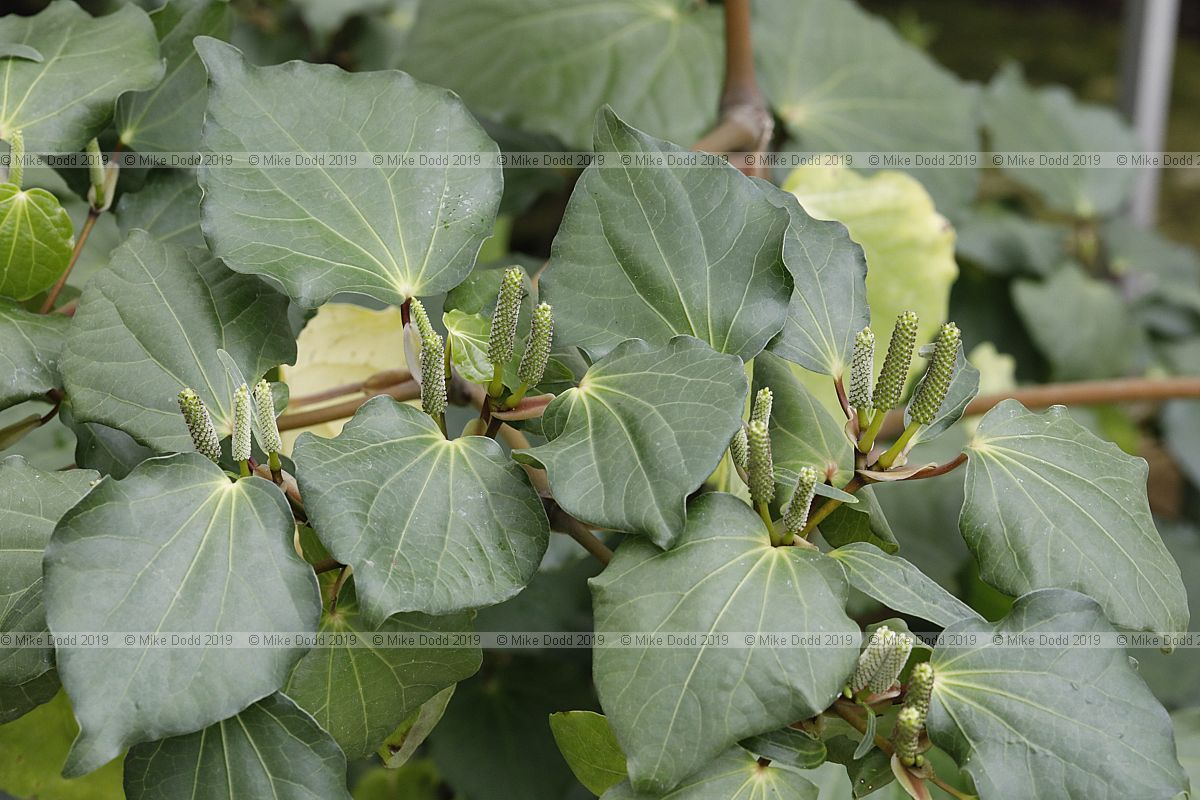 Macropiper excelsum Pepper tree