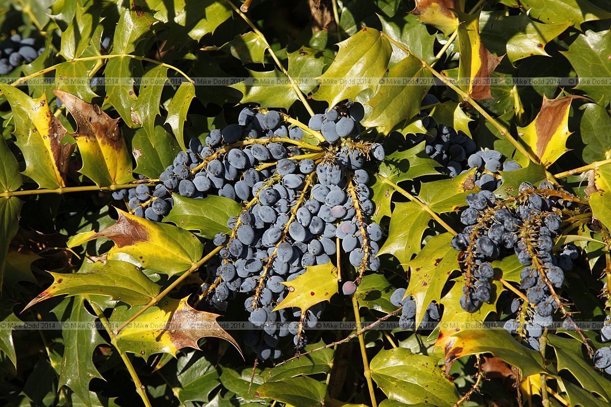 Mahonia x media 'Charity' Oregon grape 'Charity'