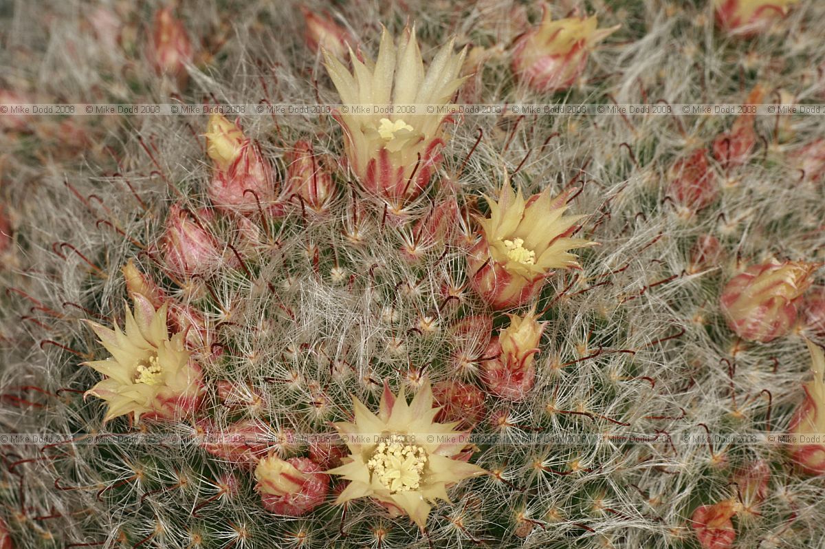 Mammillaria bocasana subsp eschauzieri
