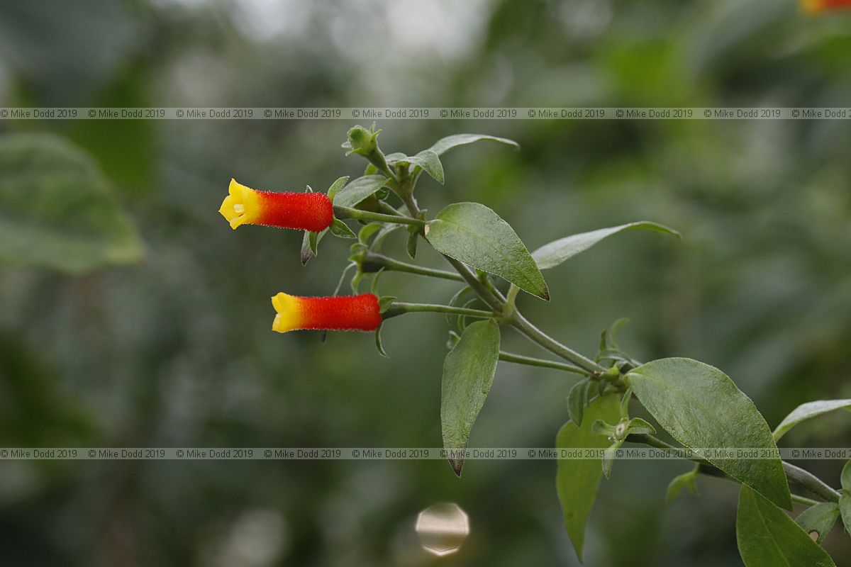 Manettia paraguariensis