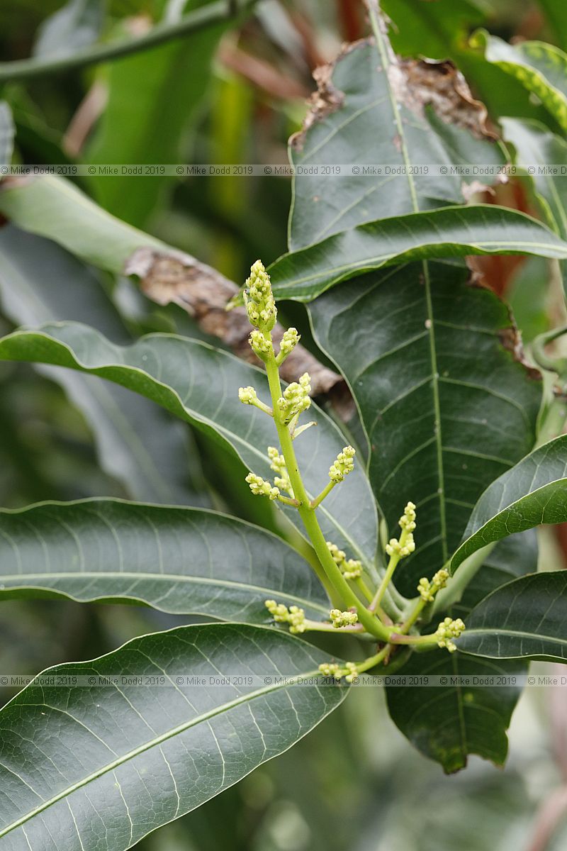 Mangifera indica Mango