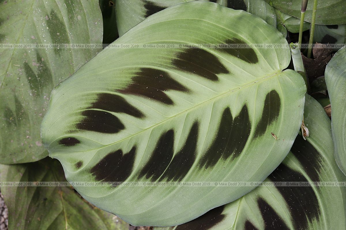 Maranta leuconeura