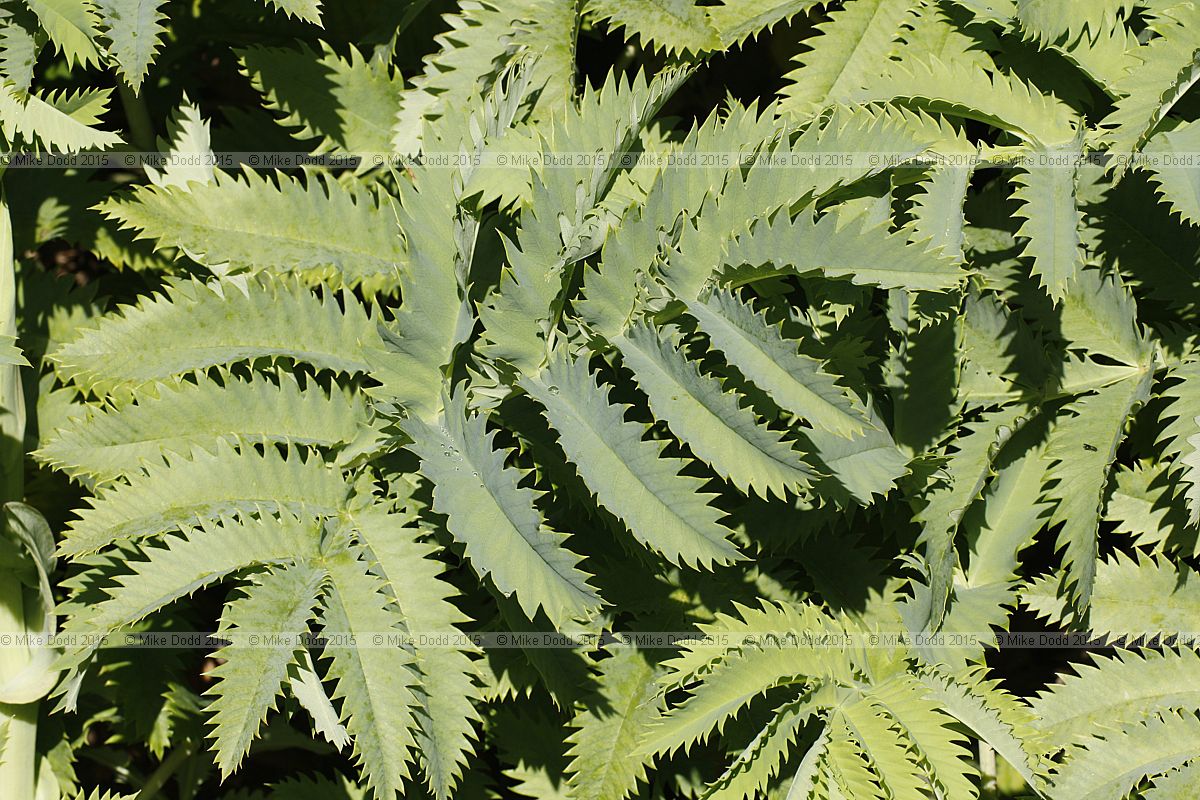 Melianthus major