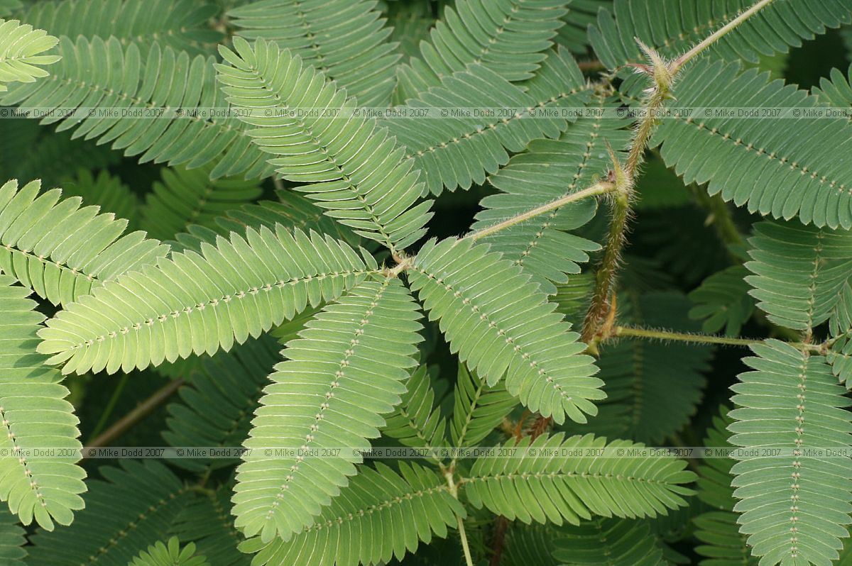 Mimosa pudica
