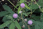 Mimosa pudica Sensitive plant